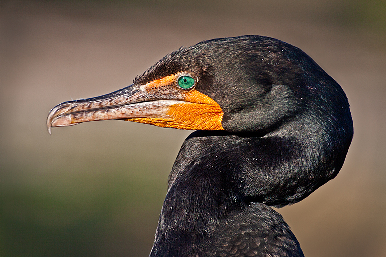 Wakodahatchee 2011 1988 Cormorant Portrait   P O'Malley